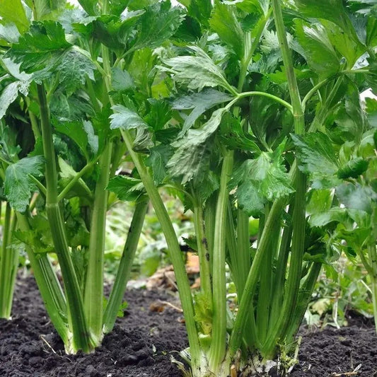 250 Tall Utah Celery Seeds | NON-GMO