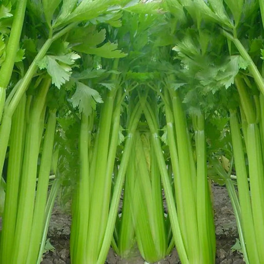 250 Tall Utah Celery Seeds | NON-GMO