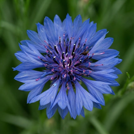 Tall Blue Bachelor Button Cornflower Seeds – Brilliant Blue Annual Wildflowers for Pollinator Gardens, Cut Flowers, Borders and Cottage Gardens. Seed World