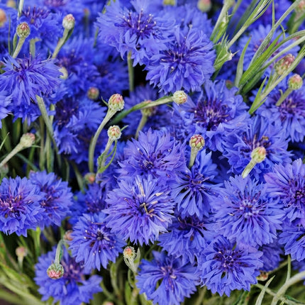 Tall Blue Bachelor Button Cornflower Seeds – 1700 Seeds