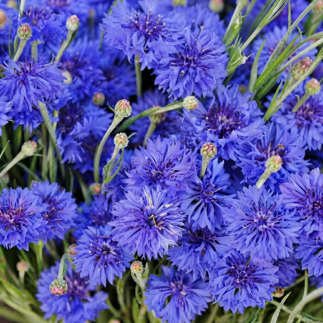 Tall Blue Bachelor Button Cornflower Seeds – 1700 Seeds