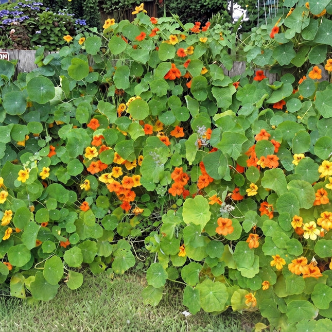 Tall Nasturtium Trailing Mix Seeds – 100 Seeds