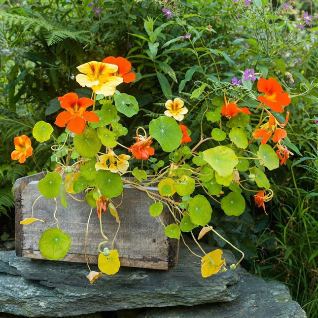 Tall Nasturtium Trailing Mix Seeds – Colorful Orange, Yellow and Red Edible Flowers for Hanging Baskets, Containers and Garden Beds. Seed World