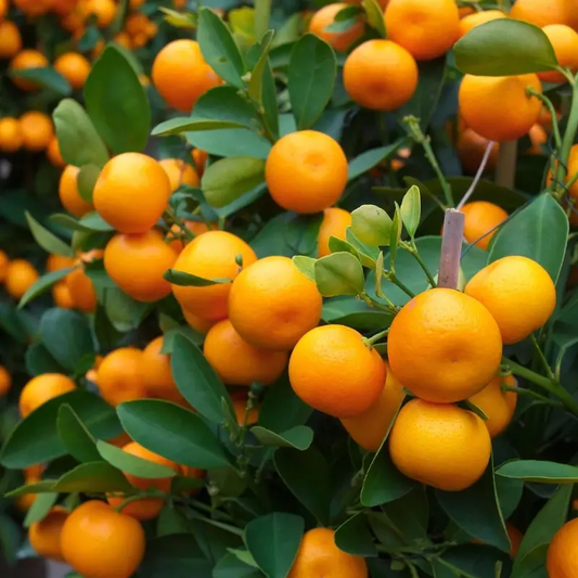 20 Tangerine Mandarin Orange Tree Seeds – Citrus reticulata Fruit Tree