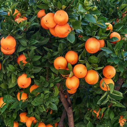 20 Tangerine Mandarin Orange Tree Seeds – Citrus reticulata Fruit Tree