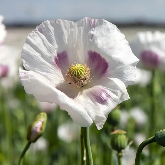Single White Poppy with Purple Markings in Sunny Garden