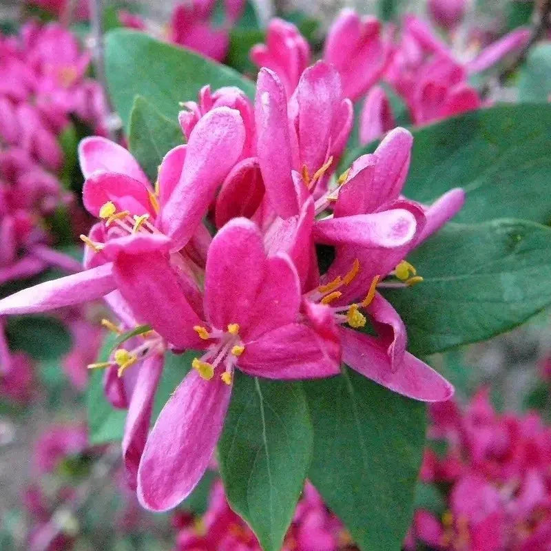 Close-up of pink flowers with green leaves