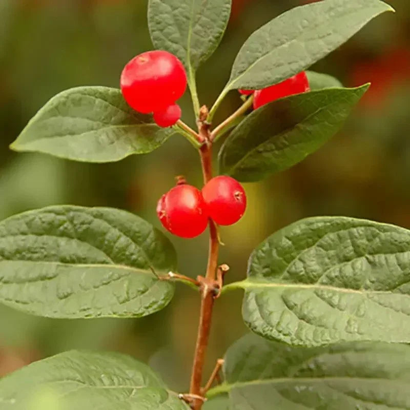 Red berries on a branch with green leaves against a blurred natural background