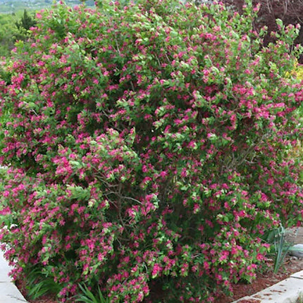 Bush with pink flowers in a garden setting
