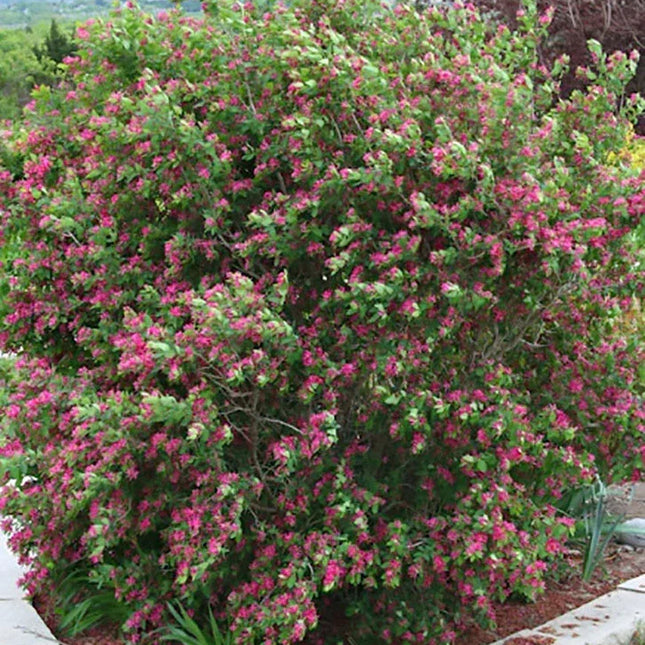 Bush with pink flowers in a garden setting