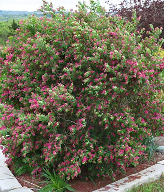 Bush with pink flowers in a garden setting