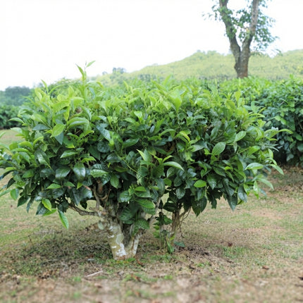 5 Tea Plant Seeds – Camellia Sinensis Grow Your Own Tea Shrub