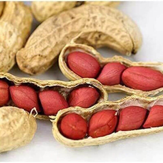 20 Tennessee Red Peanut Seeds