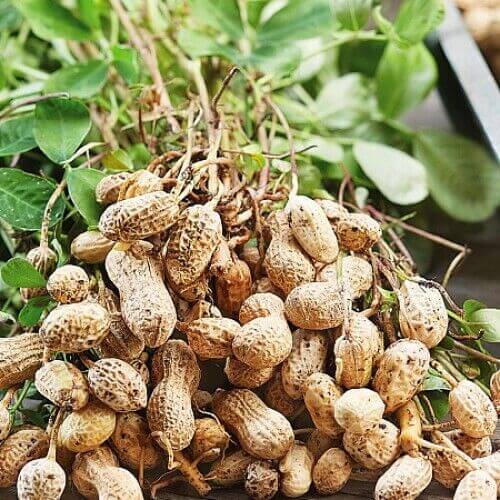20 Tennessee Red Peanut Seeds