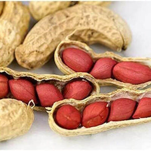 20 Tennessee Red Peanut Seeds