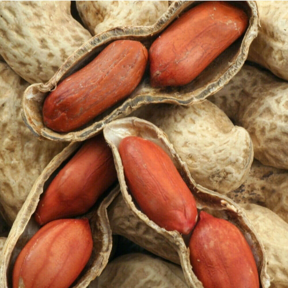 20 Tennessee Red Peanut Seeds