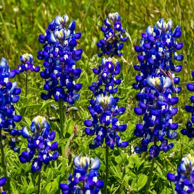 Group of blue lupine flowers in a field