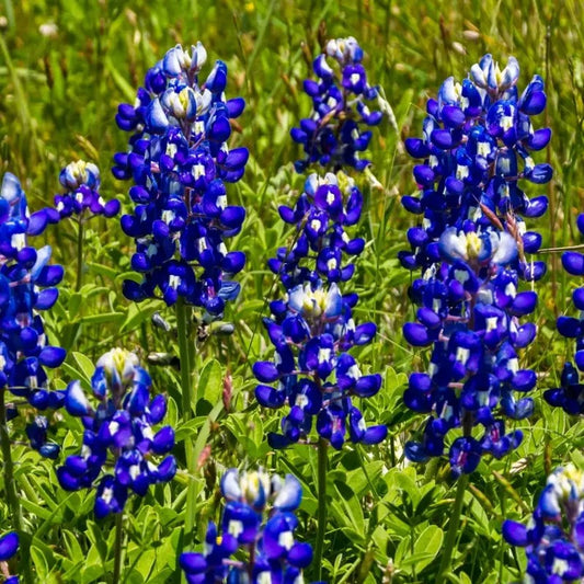 Group of blue lupine flowers in a field