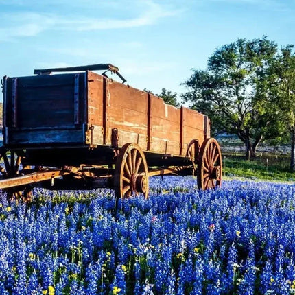 Wooden wagon in a field of blue flowers with trees in the background
