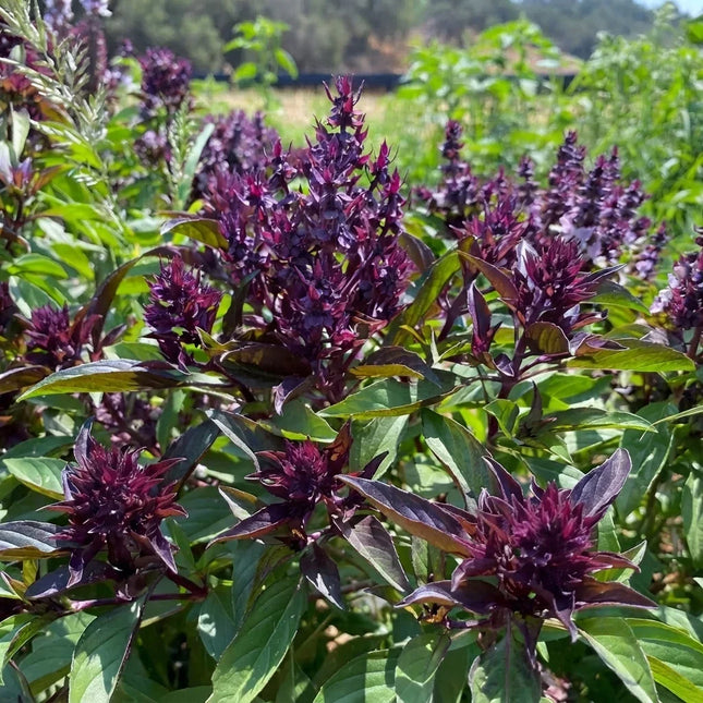 500 Thai Basil Seeds - Ocimum Basilicum | Aromatic Culinary Herb