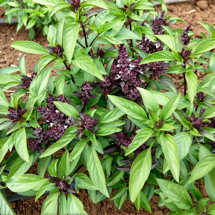 500 Thai Basil Seeds - Ocimum Basilicum | Aromatic Culinary Herb