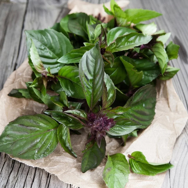 Fresh green and purple basil leaves on parchment, close-up, culinary herb bundle. Seed World