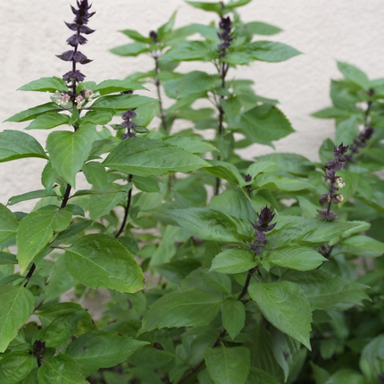 500 Thai Basil Seeds - Ocimum Basilicum | Aromatic Culinary Herb