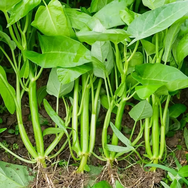 100 Thai Water Spinach Seeds | Fast-Growing Asian Greens