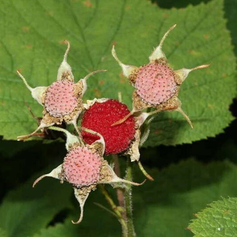 50 Thimbleberry Seeds (Rubus parviflorus) – Thornless Native Raspberry