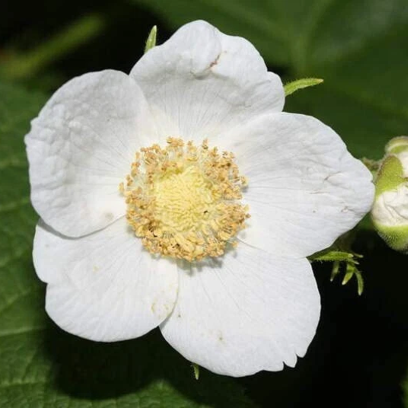 50 Thimbleberry Seeds (Rubus parviflorus) – Thornless Native Raspberry
