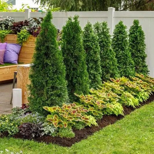 Neatly trimmed evergreen shrubs in a garden setting with a wooden bench and colorful flowers.
