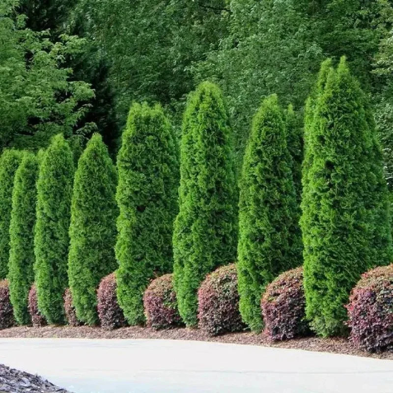 Row of green shrubs and trees in a garden setting