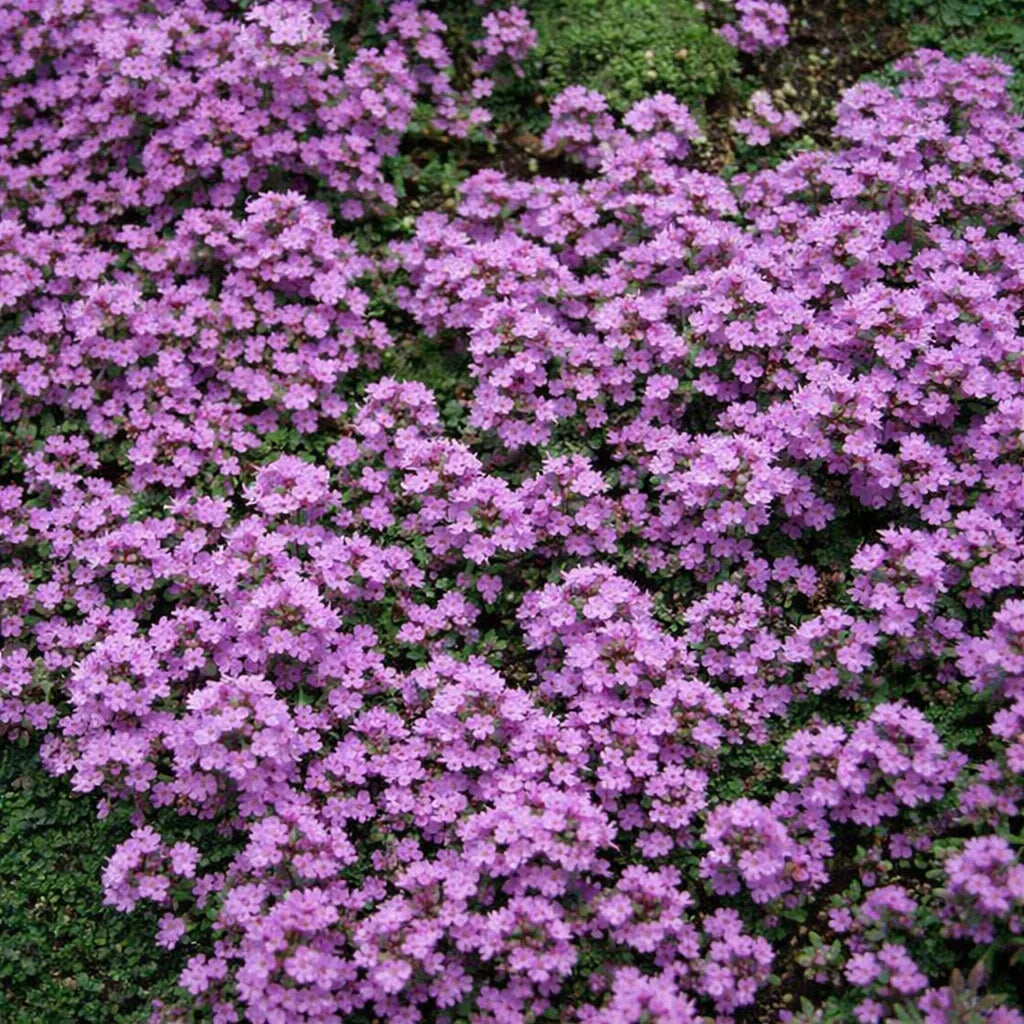 walk on me plant seeds 1000 Walk On Me Creeping Thyme