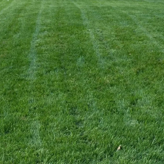 Titan Rx Tall Fescue grass seed lawn – dense, green, and durable