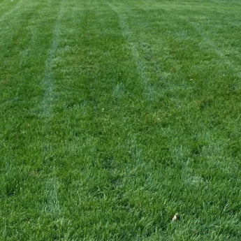Titan Rx Tall Fescue grass seed lawn – dense, green, and durable