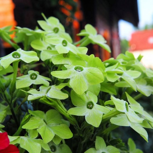 Lime Green Tobacco Flower (Nicotiana) blooming with fragrant chartreuse flowers, perfect for cottage gardens, borders, and evening pollinator gardens. Seed World