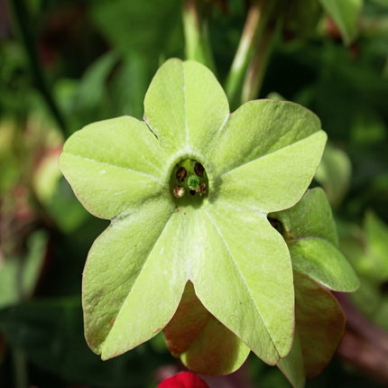 100 Lime Green Tobacco Flower Seeds – Nicotiana | Fragrant Ornamental Blooms