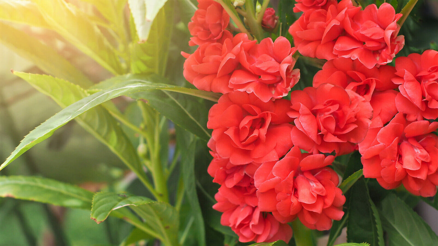100 Tom Thumb Dwarf Impatiens Seeds - Mix