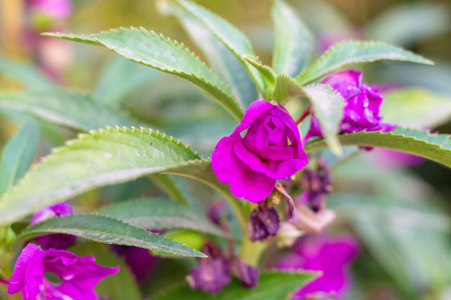 100 Tom Thumb Dwarf Impatiens Seeds - Mix