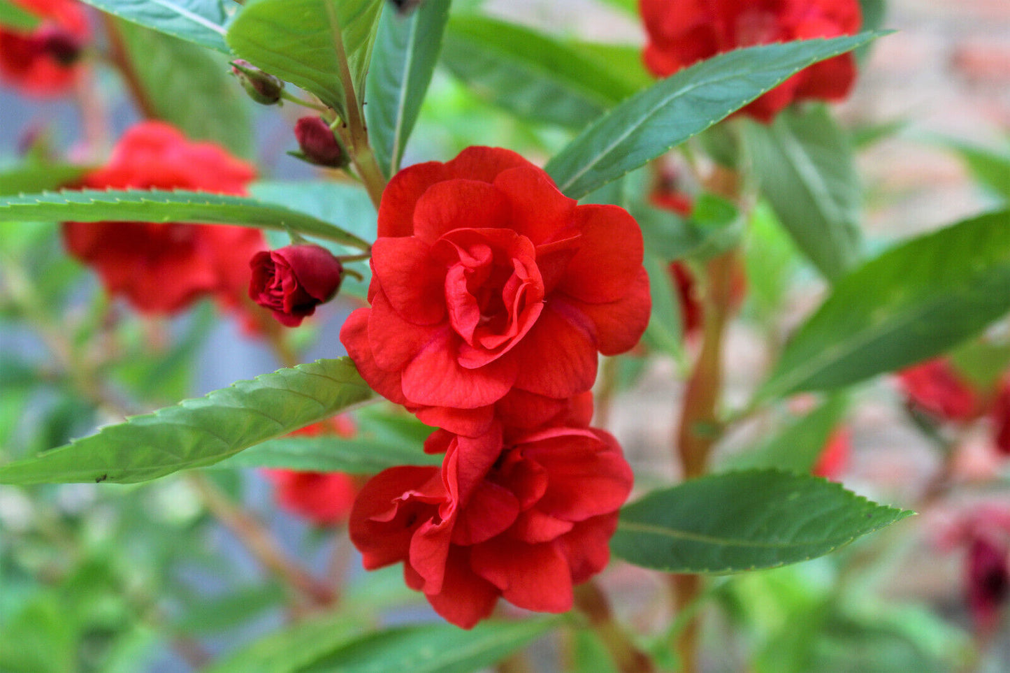 100 Tom Thumb Dwarf Impatiens Seeds - Mix