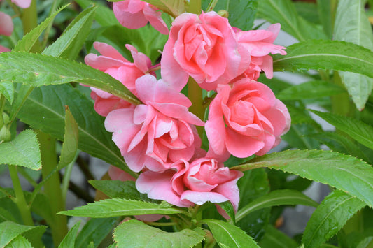 100 Tom Thumb Dwarf Impatiens Seeds - Mix