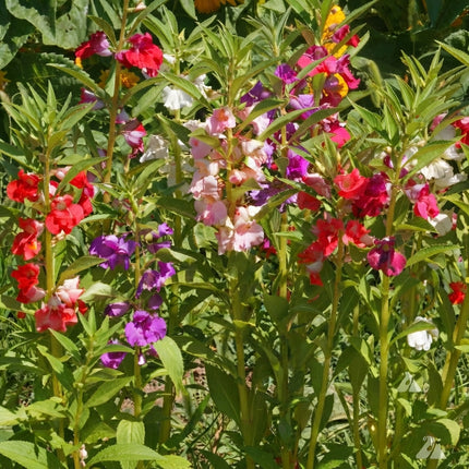 Tom Thumb Dwarf Impatiens Mix Seeds – Colorful Red, Pink, Purple and White Flowers for Garden Beds, Borders and Containers. Seed World