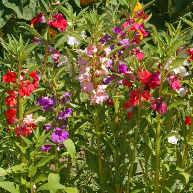 Tom Thumb Dwarf Impatiens Mix Seeds – Colorful Red, Pink, Purple and White Flowers for Garden Beds, Borders and Containers. Seed World