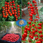 Sweet Cluster