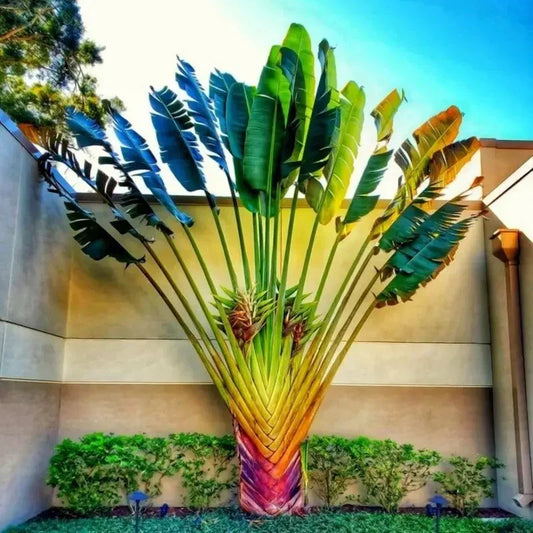 Tropical plant with multicolored trunk against a building and blue sky
