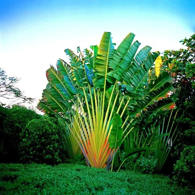 Tropical plant with large green leaves in a garden setting