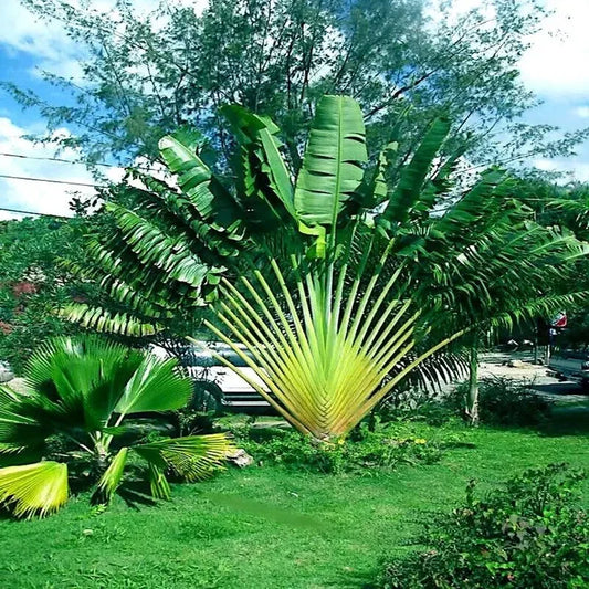 Large tropical plant with green leaves in a garden setting