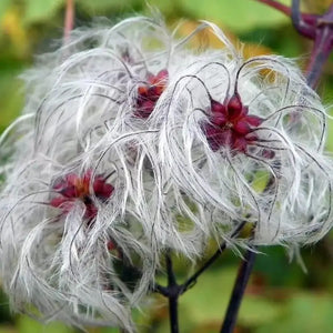 30 Traveller's Joy - Old Man's Bear Seeds