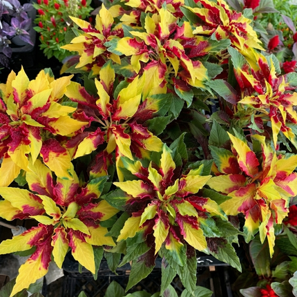 Tricolor Amaranthus Perfecta seeds producing vibrant yellow, red, and green foliage, perfect for colorful ornamental gardens, borders, containers, and landscape displays. Seed World