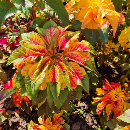 150 Tricolor Amaranthus Perfecta Seeds – Joseph’s Coat